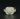 10K Gold Ring - Prime Line Pristine Jade